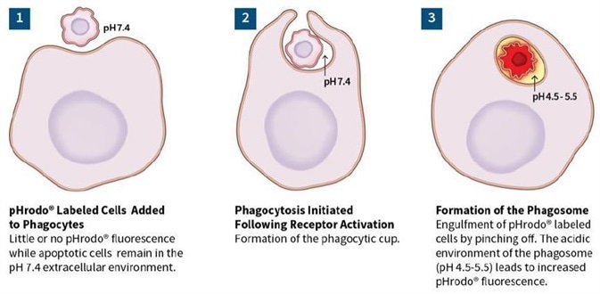 Neuronal and Microglial Analysis for Alzheimer’s Disease Models
