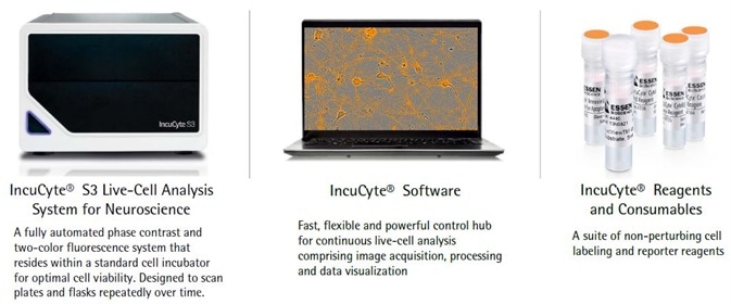 Kinetic Analysis of Microglial Function and Morphology