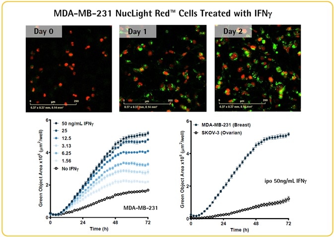 IFNγ-induced upregulation of PD-L1 checkpoint protein