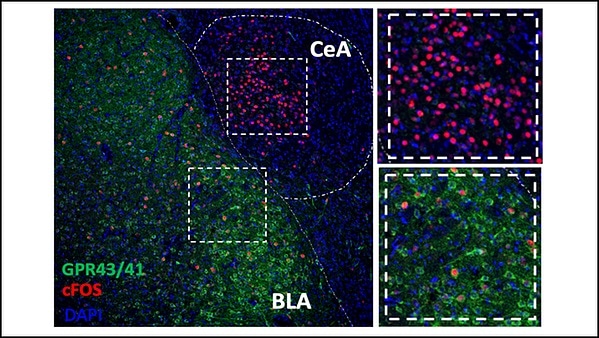 Antibiotics linked to increased risk of opioid abuse