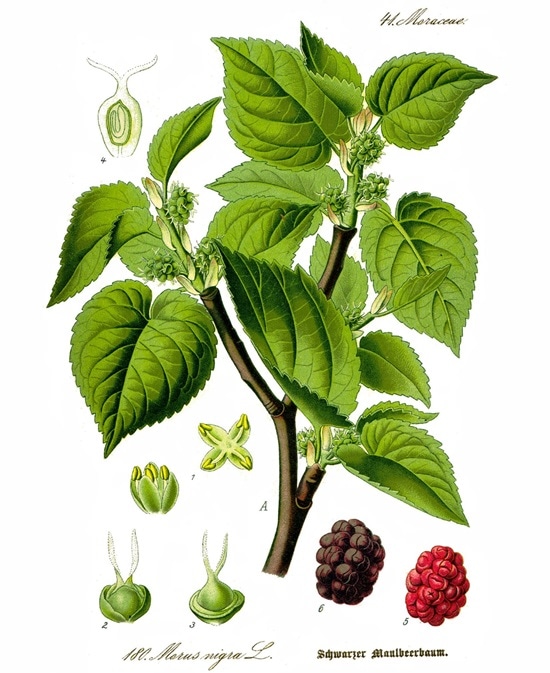 Tapping into the powers of nature to identify virus killers