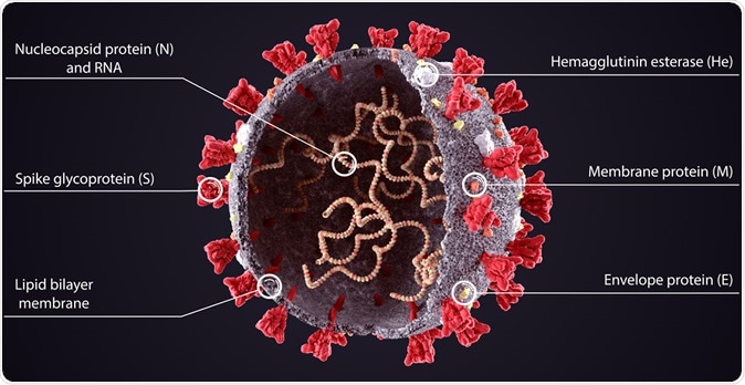 Illustration of SARS-CoV-2. Image Credit: Orpheus FX / Shutterstock