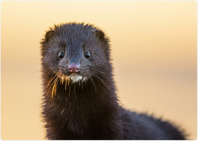 Study: SARS-CoV2 infection in farmed mink, Netherlands, April 2020. Image Credit: Gallinago_media / Shutterstock