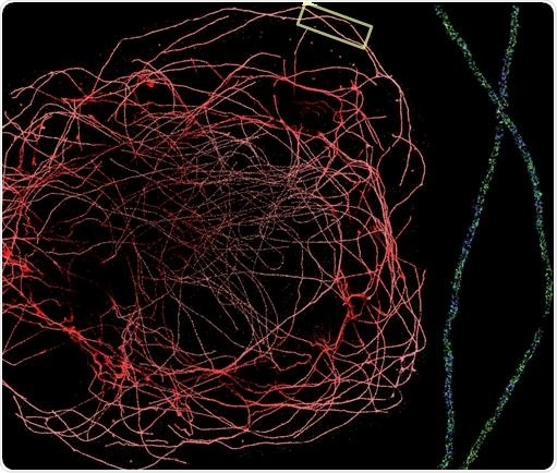 DNA PAINT allows sub-10 nm localization precision, making it one of the highest precision microscope techniques available. To the left is a DNA PAINT experiment performed on the Vutara 352 microscope with a water immersion 1.2 NA objective. The image shows a whole BS-C-1 cell’s tubulin network labeled with secondary antibodies conjugated to a DNA PAINT secondary antibody. On the right is a zoomed-in section of the tubulin network (boxed region). The lumen of the microtubule is clearly visible. DNA PAINT allows sub-10 nm localization precision, making it one of the highest precision microscope techniques available. To the left is a DNA PAINT experiment performed on the Vutara 352 microscope with a water immersion 1.2 NA objective. The image shows a whole BS-C-1 cell’s tubulin network labeled with secondary antibodies conjugated to a DNA PAINT secondary antibody. On the right is a zoomed-in section of the tubulin network (boxed region). The lumen of the microtubule is clearly visible.