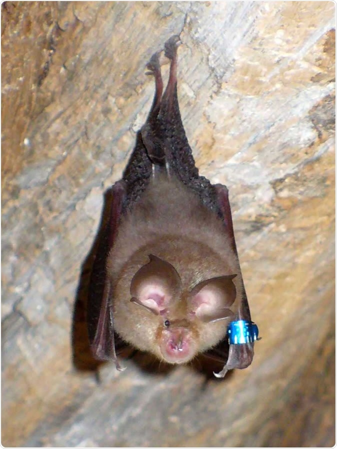 Horseshoe Bat