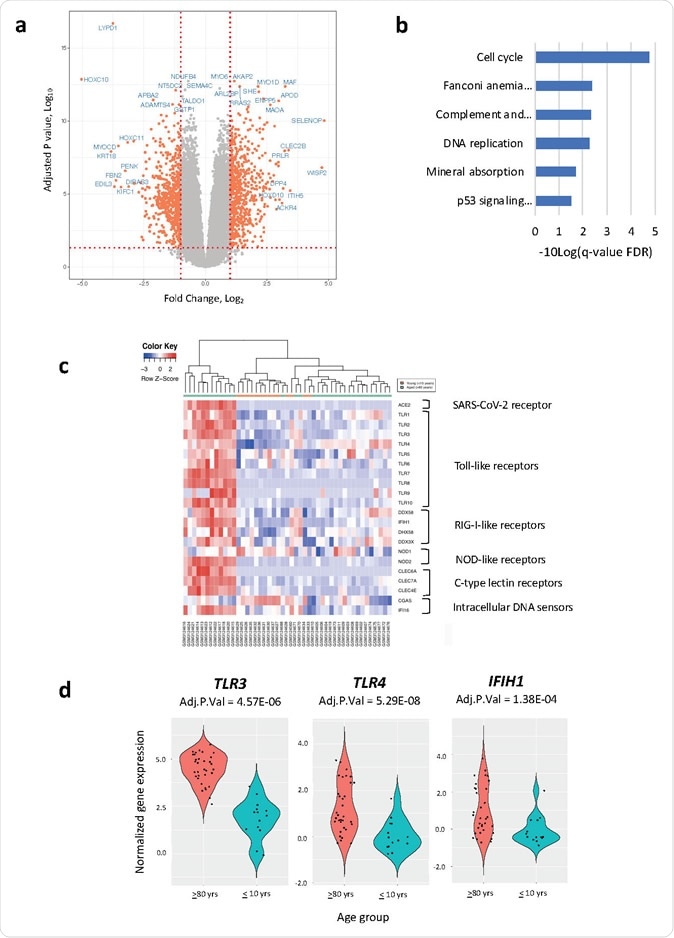 Gene expression differences between dermal fibroblast cell lines derived from the oldest (≥80 years) and youngest (≤10 years) age groups (a) Volcano plot showing gene expression differences between oldest and youngest age groups (b) KEGG pathways enriched in differentially expressed genes between the oldest and youngest age groups (c) Heatmap of differentially expressed pattern recognition receptor genes between the oldest and youngest age groups (d) Violin plots of the pattern recognition receptor genes that had an Adjusted P Value <0.05 and a log2FC >1.0 between the oldest and youngest age groups
