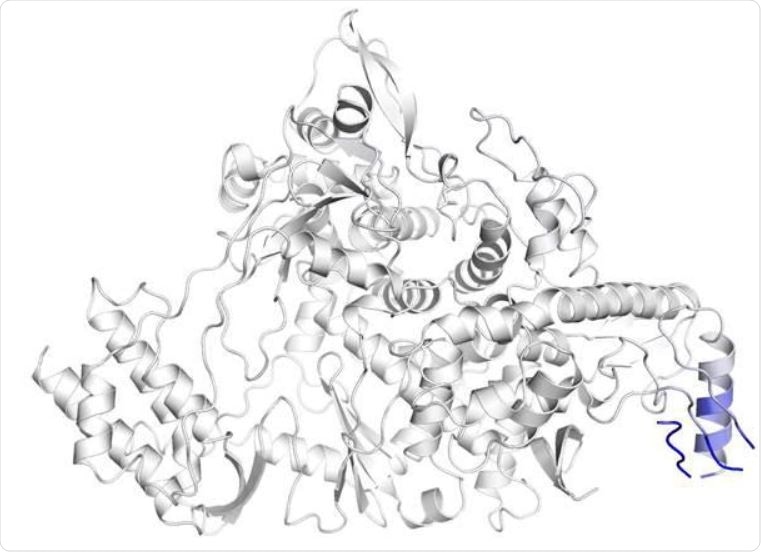 The substitution of proline with leucine at 323rd residue of RdRP substantially changes the inter-atomic interaction of the amino acid residues around the mutation site. The effect of mutation on structure of RdRP has been shown where blue represents a rigidity in the structure and red represents a gain in flexibility. (b and c) The inter-atomic interactions of the residues in vicinity of 323rd amino acid of wild-type RdRP protein and P323L mutated RdRP protein, respectively.