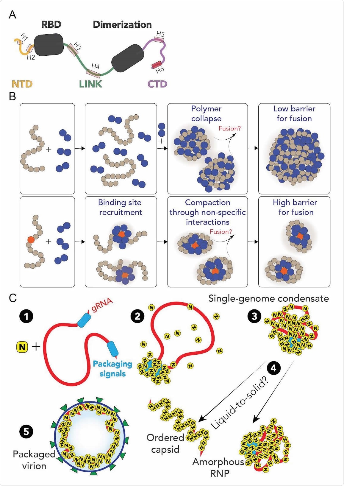 A. Summary of results from single-molecule spectroscopy experiments and all-atom simulations. All three predicted IDRs are disordered, highly flexible, and house a number of putative helical binding regions which overlap with subregions identified previously to drive N protein function. B. Overview of general symmetry breaking model. For homopolymeric polymers, local collapse leads to single-polymer condensates that undergo barrier-less fusion, rapidly assembling into large multi-polymer condensates. When one (or a small number of) high affinity sites are present, local clustering of binders at a lower concentration organize the polymer such that single-polymer condensates are kinetically stable. C. Proposed model for SARS-CoV-2 genome packaging. (1) Simplified model of SARS-CoV-2 genome with a pair of packaging region at the 5’ and 3’ end of the genome (2) N protein preferentially binds to packaging signal regions in the genome, leadling to a local cluster of N protein at the packaging signal RNA. (3) The high local concentration of N protein drives condensation of distal regions of the genome, forming a stable single-genome condensate. (4) Single-genome condensates may undergo subsequent maturation through a liquid-to-solid (crystallization) transition to form an ordered crystalline capsid, or solidify into an amorphous ribonuclear particle (RNP). While in some viruses an ordered capsid clearly forms, we favour a model in which the SARS-CoV-2 capsid is an amorphous RNP. Compact single-genome condensate ultimately recruits E, S and M proteins at the membrane, driving envelope formation and final virion packaging.