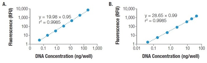 Quantitation of a 2,200 bp PCR product used to mimic the average size of a mRNA transcript. The Mantis liquid handler was used to dispense the QuantiFluor® dsDNA System in a 96-well plate format (Panel A) and 384-well plate format (Panel B). Fluorescence was measured on a GloMax® Discover System and unknowns were interpolated from a power regression standard curve.