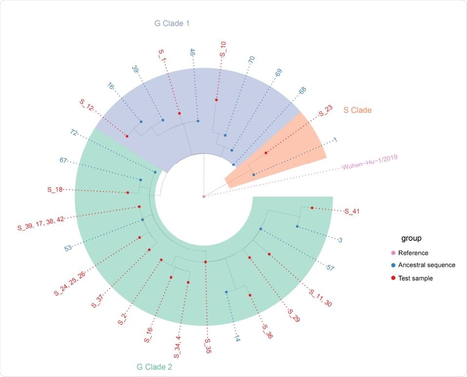 Nextstrain phylogenetic tree of local cases of SARS-CoV-2 and the most similar ancestral sequences in the GISAID database. Sample 23 in the S-clade appears derived from ancestral sequences 1 which predominately includes sequences from North America (USA). Samples 1,10, and 12 in the G-clade 1 is derived from ancestral sequence 68 and others which predominately appear European (UK, Spain, Portugal) in origin. The other 19 samples in the G-clade 2 is derived from ancestral sequence 72 and others which appear predominantly North American (USA) in origin.