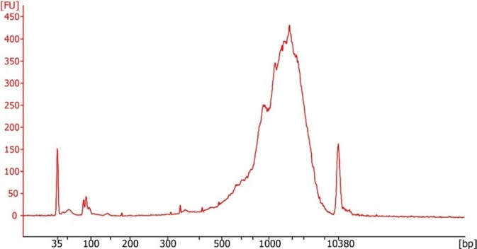 Example of a successful Smart-seq3 cDNA library run on an Agilent Bioanalyzer.