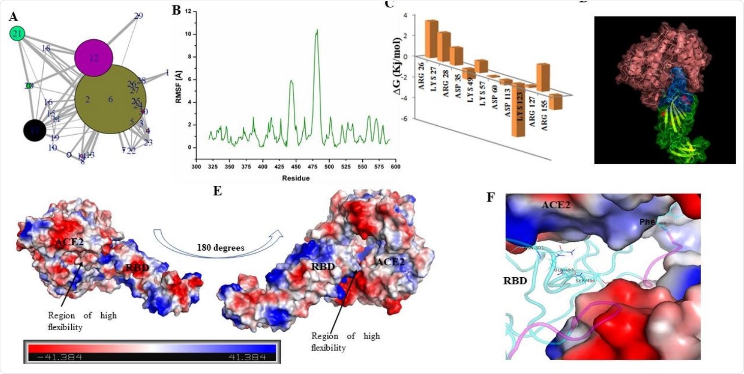 Structure of RBD has loop dominant region, which plays critical role in ACE2 receptor recognition and associated conformational dynamics. (A) Structure Network plot of spike RBD. (B) Root mean square fluctuations (in Angstrom) for the spike RBD as retrieved from Monte Carlo simulation. (C) Bar plots showing the effects of destabilizing mutations. (D) Docked complex of Spike RBD-ACE2 is shown in surface representation with cartoons representing the protein secondary structures. ACE2 receptor is shown in pink while RBD is shown as blue and green surfaces. Blue surface refers to the region in the RBD which participates in ACE2 receptor binding. (E) Docked complex is shown with surface charge representations. Region of high flexibility as observed from MC simulation is marked in the docked complex. Scale bar in the bottom refers to the gradient of surface charge as observed in the docked complex. (F) RBD-ACE2 interaction pocket (ACE2 is shown as surface and RBD in cartoon) is shown with purple coloured loops indicating substructure with high flexibility (as predicted from RMSF).