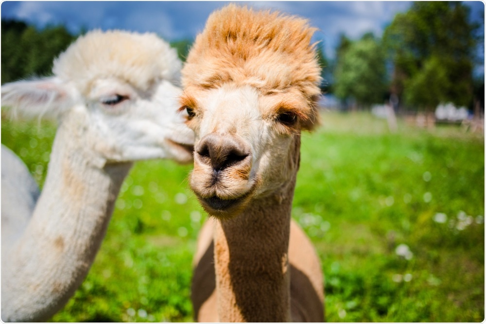 Study: An alpaca nanobody neutralizes SARS-CoV-2 by blocking receptor interaction. Image Credit: Nadia Kompan / Shutterstock