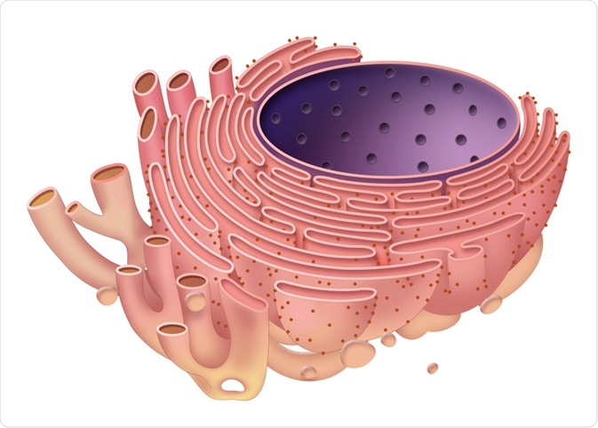 endoplasmic reticulum