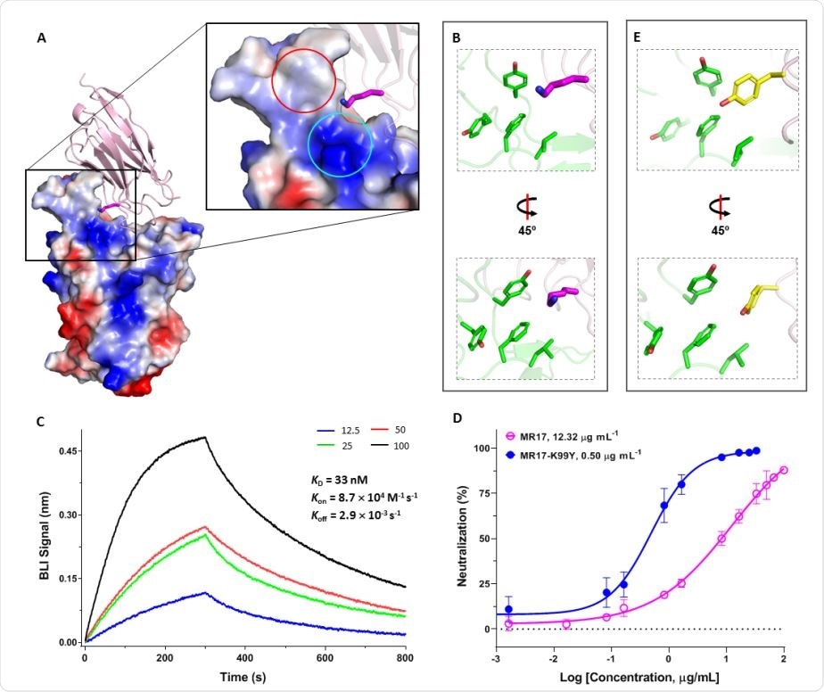 Rational design of a sybody mutant with increased RBD binding affinity and higher neutralizing activity. (A) The overall structure and the expanded view of MR17 (pink cartoon) in complex with the RBD (electrostatic surface). Lys99 on CDR3 (magenta carbon atoms) is poking to an overall positively charged area (cyan circle) which is also adjacent to a hydrophobic patch (red circle). (B) Lys99 from MR17 (magenta) is situated in a hydrophobic patch. (C) Binding kinetics between MR17-K99Y and the RBD. Biotinylated RBD immobilized on a streptavidin-coated sensor was titrated with various concentrations (nM) of MR17-K99Y as indicated. Data were fitted using the built-in software Data Analysis 10.0 with a 1:1 stoichiometry. (D) Neutralization assay of MR17-K99Y (closed circle) using SARS-CoV-2 pseudovirus shows improved neutralizing efficiency compared to the MR17 wild-type (open circle). Data are from three independent experiments. (E) Crystal structure of MR17-K99Y shows that Tyr99 matches the hydrophobic microenvironment.