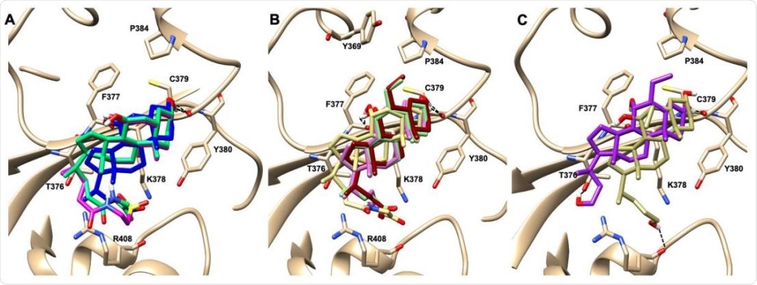 Graphical representation of the binding mode of the best compounds resulting from the screening in pocket 5. The RBD region is represented in tan cartoon, while the pocket 5 residues as transparent surface colored by residues hydrophobicity. Color codes are: dodger blue for the most hydrophilic regions, white, to orange-red for the most hydrophobic. (A) UDCA (blue stick), T-UDCA (magenta stick) and G-UDCA (spring-green stick); (B) CDCA (orchid stick), OCA (light-green stick), BAR704 (dark-red stick) and G-CDCA (khaki stick); (C) BAR501 (gold stick) and BAR502 (purple stick). For clarity reasons hydrogen atoms are omitted and only interacting aminoacids are displayed in sticks.