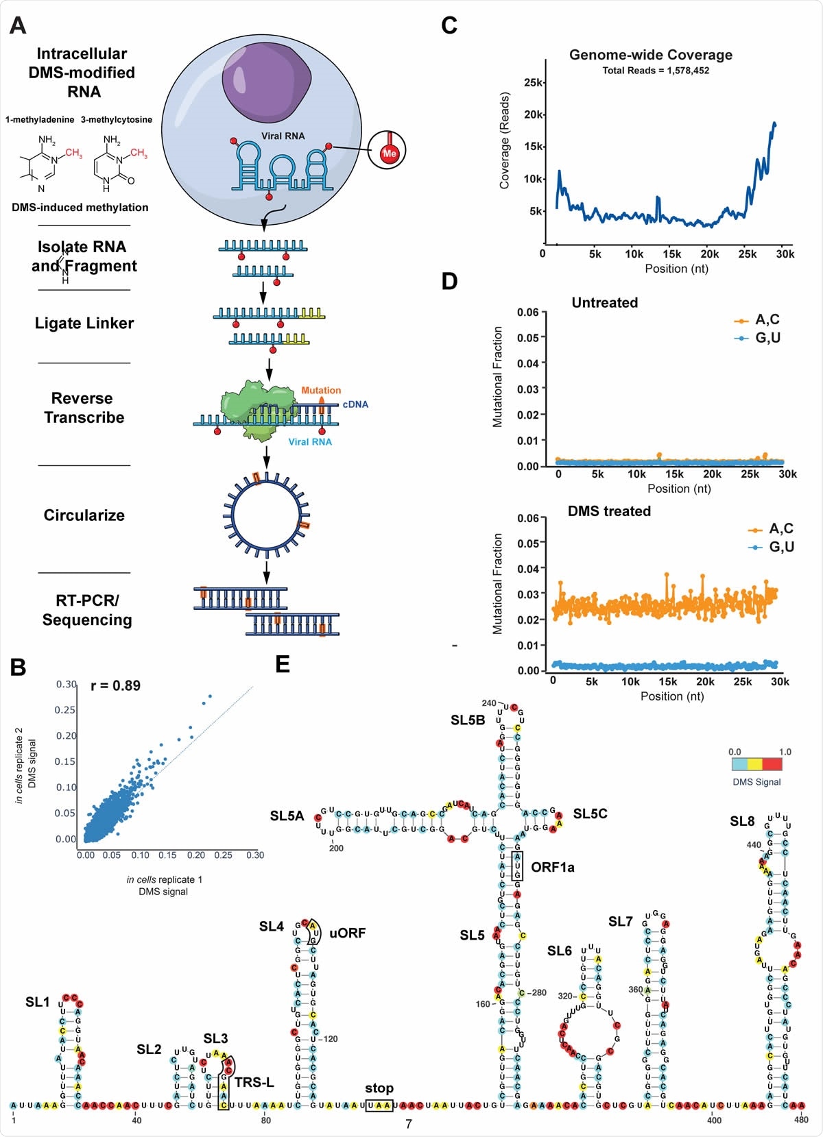 Genome-wide probing of intracellular SARS-CoV-2 RNA structure with DMS-MaPseq. (A) Schematic of the experimental protocol for probing viral RNA structures with DMS-MaPseq. (B) Correlation of DMS reactivities for each base between two biological replicates. (C) Genome-wide coverage as a function of position. Coverage at each position represents the average coverage over a 400 nt window. (D) Signal and noise as a function of genome position for untreated and DMS-treated RNA. Signal (mutation rate for A and C) and noise (mutation rate for G and U) at each position was plotted as the average of 100 nt window. Mutational Fraction of 0.01 at a given position represents 1% of reads having a mismatch or deletion at that position. (E) In-cell model of the 5’ UTR and beginning of ORF1a structure. Bases are colored by their DMS signal; bases that are not DMS reactive are colored white.