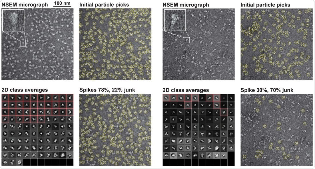 Purification and quality control of the SARS-CoV-2 S protein ectodomain for vaccine studies