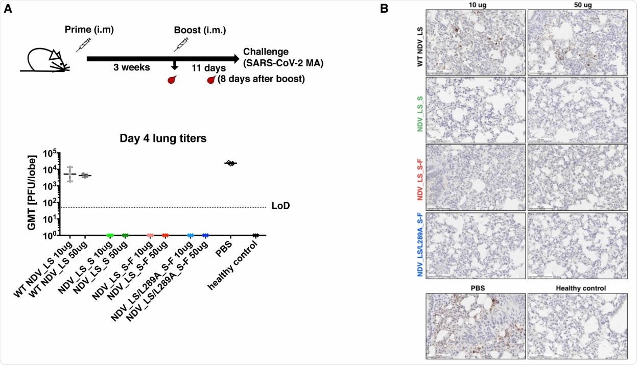 NDV vector vaccines protected mice from the SARS-CoV-2 challenge (A) Viral titers in the lungs. All mice were infected intranasally with 104 584 PFU SARS-CoV-2 MA strain except the healthy control group, which was mock infected with PBS. At day 4 post-challenge, lungs were collected and homogenized in PBS. Viral titers in the lung homogenates were determined by plaque assay. Plaque-forming units (PFU) per lung lobe was calculated. Geometric mean titer was shown for all the groups. LoD: limit of detection. (B) Immunohistochemistry (IHC) staining of lungs. A SARS-CoV-2 NP specific antibody was used for IHC to detect viral antigens. Slides were counterstained with hematoxylin. A presentative image was shown for each group. The brown staining indicates the presence of NP protein of SARS-CoV-2.