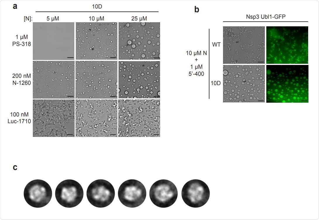 Characterization of N protein condensates. a, Images of N protein 10D mutant following 30 min incubation with the indicated RNAs. Scale bar, 10 µm. b, 10 µM wild-type (WT) or 10D N protein was incubated with 1 µM 5’-400 RNA for 10 min. Nsp3 Ubl1- GFP was then added to a concentration of 1 µM and incubated for an additional 15 min before imaging in brightfield (left) or fluorescence (right). c, 2D class averages of particles from the EM analysis of wild-type N protein and PS-318 RNA shown in Fig. 4c.