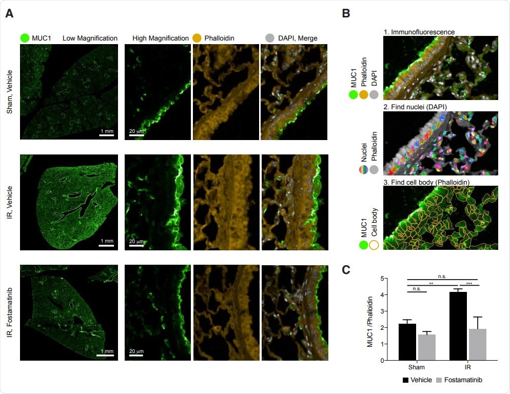 In vivo, R788 reduces excess MUC1 from lung epithelia of mice with AL
