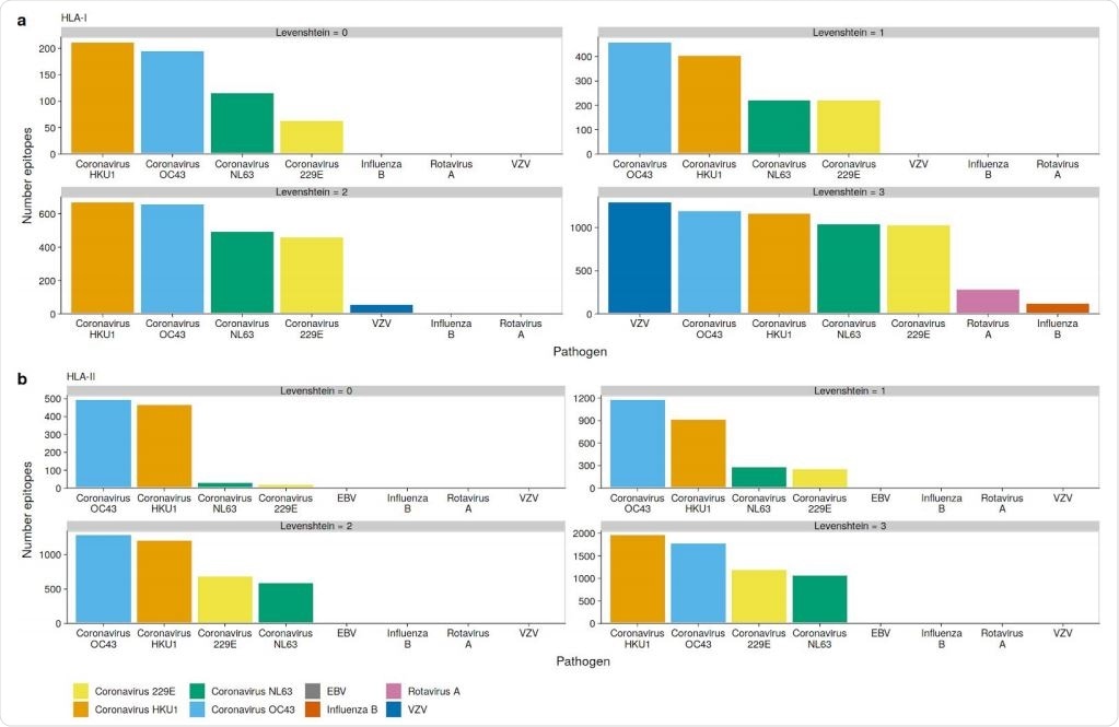 OC43 and HKU1 epitopes can be presented on many HLAs