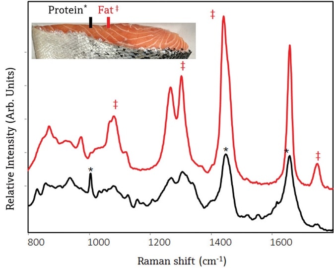 Raman spectra of Atlantic salmon using a small-area probe shows different chemical composition of meat and fat zones within the salmon. The top spectrum was collected from a fat zone, and spectral attributes unique to lipids are shown with a ‡. The bottom spectrum was collected from a muscle zone, and spectral attributes unique to muscle proteins are shown with a *.