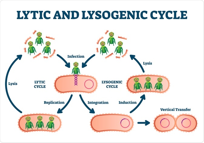 Lytic Cycle