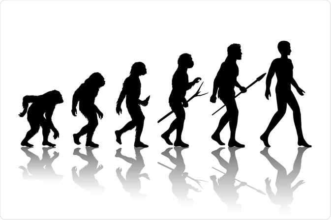 Evolution of man