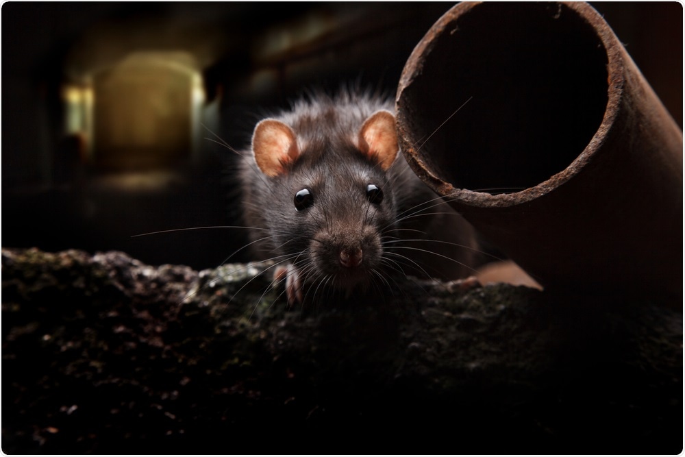 Study: Rats and the COVID-19 pandemic: Early data on the global emergence of rats in response to social distancing. Image Credit: anatolypareev / Shutterstock