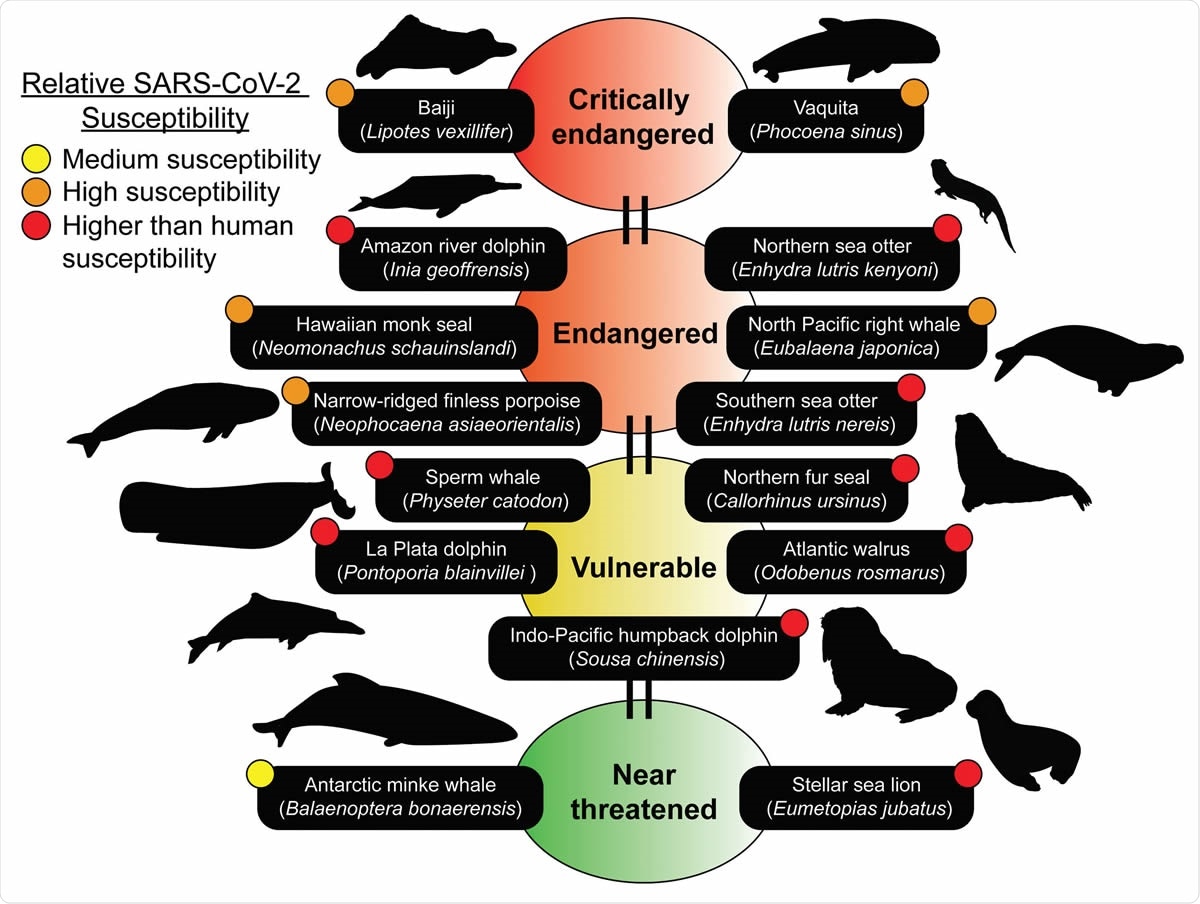 2. Marine mammal species predicted to be susceptible belong to the IUCN Red list. Many of the species predicted to be susceptible are members of the IUCN Red list of Threatened Species (https://www.iucnredlist.org). The IUCN Red list is an indicator of the world’s biodiversity and provides the most comprehensive data on the global conservation status of a species. 15 susceptible species ranging from medium to higher than human predicted susceptibilities can be identified on the IUCN Red list. Conservation statuses updated as of July 25th, 2020 were used. Silhouettes of species were drawn or obtained from PhyloPic (http://phylopic.org