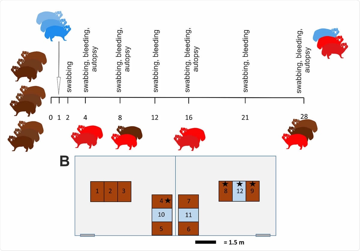 Study design ( 422 A) Outline of the in vivo experiments with an observation period of 28 days. Animals (n=9) were inoculated intranasally with 105 TCID50/ml and three naïve direct contacts were added 1 dpi. On day 4 (animals #1, #2), day 8 (#3, #4), and 12 (#5, #6) two raccoon dogs each were sacrificed and subjected to autopsy. All remaining animals were euthanized on day 28 pi. Animals that became infected are highlighted in red. (B) Arrangement of the individual cages for the raccoon dogs in two separate rooms of the BSL 3 facility at the Friedrich-Loeffler-Institut. Inoculated animals (brown), contact animals (blue) and animals that remained uninfected ( ) are indicated.