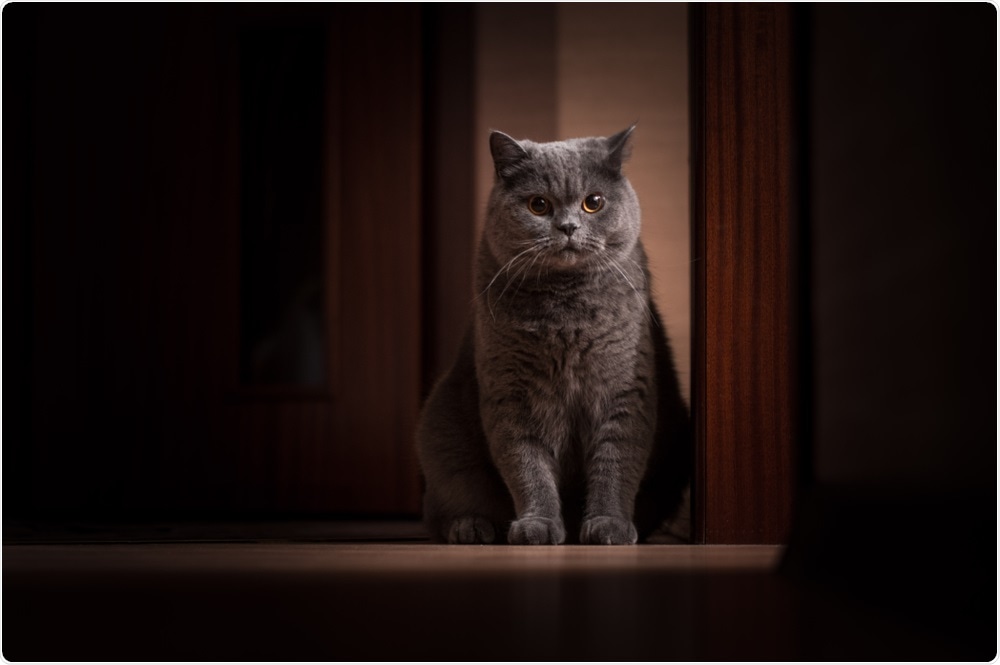 Study: SARS-CoV-2 infection, disease and transmission in domestic cat. Image Credit: Harry H / Shutterstock