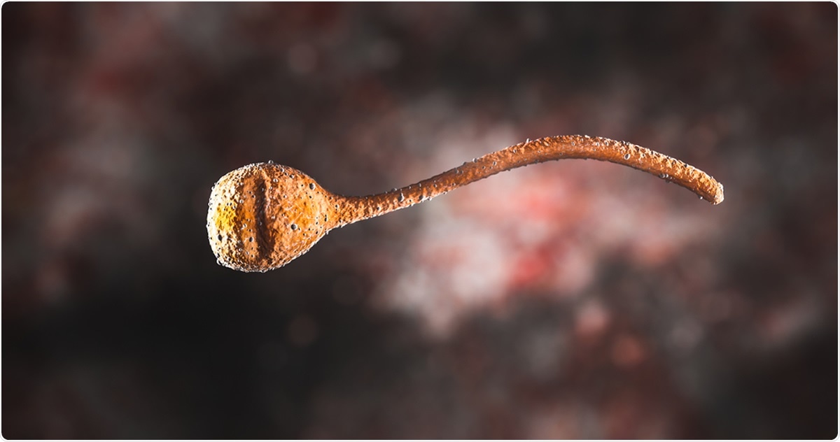 Bacteria Corynebacterium is a genus of bacteria that are Gram-positive and aerobic. They are bacilli, and in some phases of life they are, more particularly, club-shaped. Image Credit: CI Photos / Shutterstock