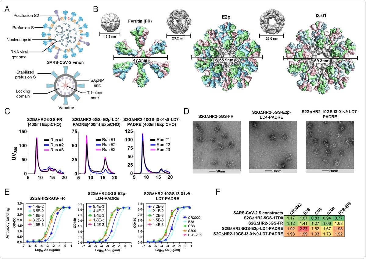 Rational design of SARS-CoV-2 spike-presenting SApNP vaccines. (A) Schematic representation of SARS-CoV-2 virion (top) and spike-presenting SApNP vaccine (bottom). For the SARS-CoV-2 virion, pre/post-fusion S, nucleocapsid and RNA viral genome are labeled, while for the vaccine, stabilized spike and multilayered SApNP carrier are labeled. (B) Colored surface models of SApNP carriers (top) and spike-presenting SApNP vaccines (bottom). Three SApNP carriers shown here are 24-meric ferritin (FR) and 60-meric E2p and I3-01v9. SApNP size is indicated by diameter (in nanometers). (C) SEC profiles of SARS-CoV-2 S2GΔHR2 SApNPs obtained from a Superose 6 10/300 GL column for three separate production runs. (D) EM images of three SARS-CoV-2 spike SApNPs: S2GΔHR2-5GS-FR (left), S2GΔHR2-5GS-E2p-LD4- PADRE (or -L4P, middle), and S2GΔHR2-10GS-I3-01v9-LD7-PADRE (or -L7P, right). (E) ELISA binding of three SARS-CoV-2 spike SApNPs to five mAbs/NAbs. EC50 (μg/ml) values are labeled on the plot. (F) Antigenic profiles of SARS-CoV-2 S2GΔHR2 spike and three SApNPs against five mAbs/NAbs Sensorgrams were obtained from an Octet RED96 using six antigen concentrations (150-4.6nM for the spike, 9-0.27nM for the FR SApNP, and 3.5-0.1nM for the E2p and I3-01v9 SApNPs, respectively, all by twofold dilution) and quantitation biosensors, as shown in fig. S3B. The peak signals (nm) at the highest concentration are listed in the matrix. Color coding indicates the signal strength measured by Octet (green to red: low to high).