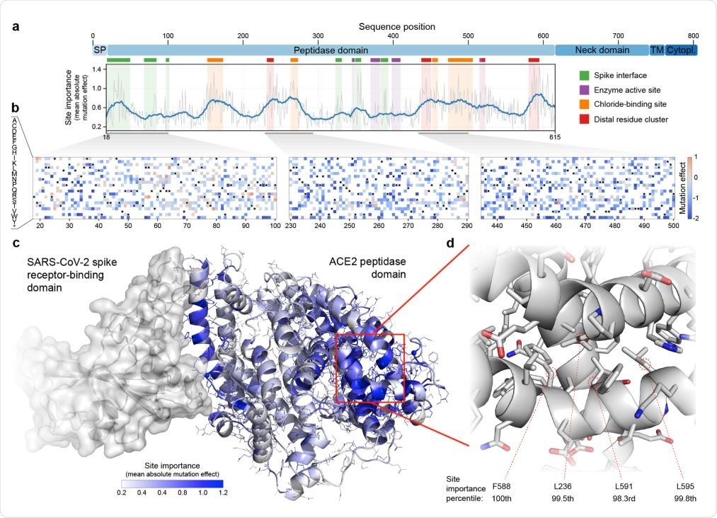 Large-scale mutagenesis of ACE2’s peptidase domain. (a) Analysis of how amino acid substitutions across positions 18-615 affect binding of the SARS-CoV-2 spike protein. The plot quantifies the importance of each site by taking the mean of the absolute value of all mutation effects observed at that site. The grey line represents the mean absolute value of the mutation effect and the blue line shows the moving average to highlight general regions of ACE2 that are important for binding. Key structural landmarks are highlighted with shaded regions along the length of the sequence. (b) Mutation effect heat maps for three different regions of ACE2. Red denotes mutations that increase ACE2 spike binding; blue denotes reduced binding. Overall, we observe the effects of 3571 amino acid substitutions across 597 positions in ACE2’s peptidase domain. (c) The mean absolute mutation effect mapped onto the threedimensional ACE2 structure (PDB ID: 6LZG). Residues near the spike interface are important for binding, in addition to many sites located on the distal lobe of the protein domain. (d) The most important region of ACE2 structure is composed of a tightly packed cluster of residues located over 30 Å from the spike interface.