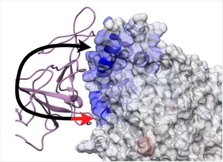 Two touch model of protein interaction. Black arrowhead - a promiscuous viral site of rapid dynamic interaction common across all outbreaks and also present in potential zoonotic encounters. Red arrowhead - a site active in more pathogenic outbreaks characterized by more complex dynamics enabling articulation between novel sites on human ACE2.