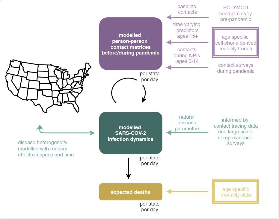 Overview of the age-specific contact and infection model. In the model, SARS-CoV-2 spreads via person-to-person contacts. Person-to-person contacts are described at the population level with the expected number of contacts made by one individual, referred to as contact intensities. Contact intensities are age-specific. Contact intensities vary across locations (states and metropolitan areas) according to each location’s age composi tion and population density, and change over time. Data from contact surveys before the pandemic are used to define baseline contact intensities. Data from age-specific, cell phone derived mobility trends are used to es- timate changes in contact intensities during the epidemic in each location, among individuals aged 15+. Contact intensities involving individuals aged 0-14 are defined based on contact surveys conducted during school closure periods. Infection dynamics in each location are modelled through age-specific, discrete-time renewal equations over time-varying contact intensities. Natural disease parameters such as age-specific susceptibility to infection, the generation time distribution, and symptom onset and onset to death distributions are informed by epidemiologic analyses of contact tracing data. Age-specific infection fatality ratio estimates are informed by large-scale sero-prevalence surveys. Disease heterogeneity is modelled with random effects in space and time on contact intensities and disease parameters. The model returns the expected number of COVID-19 deaths over time in each location, which is fitted against age-specific, COVID-19 mortality data. New data sources presented in this study are indicated in double-framed boxes.
