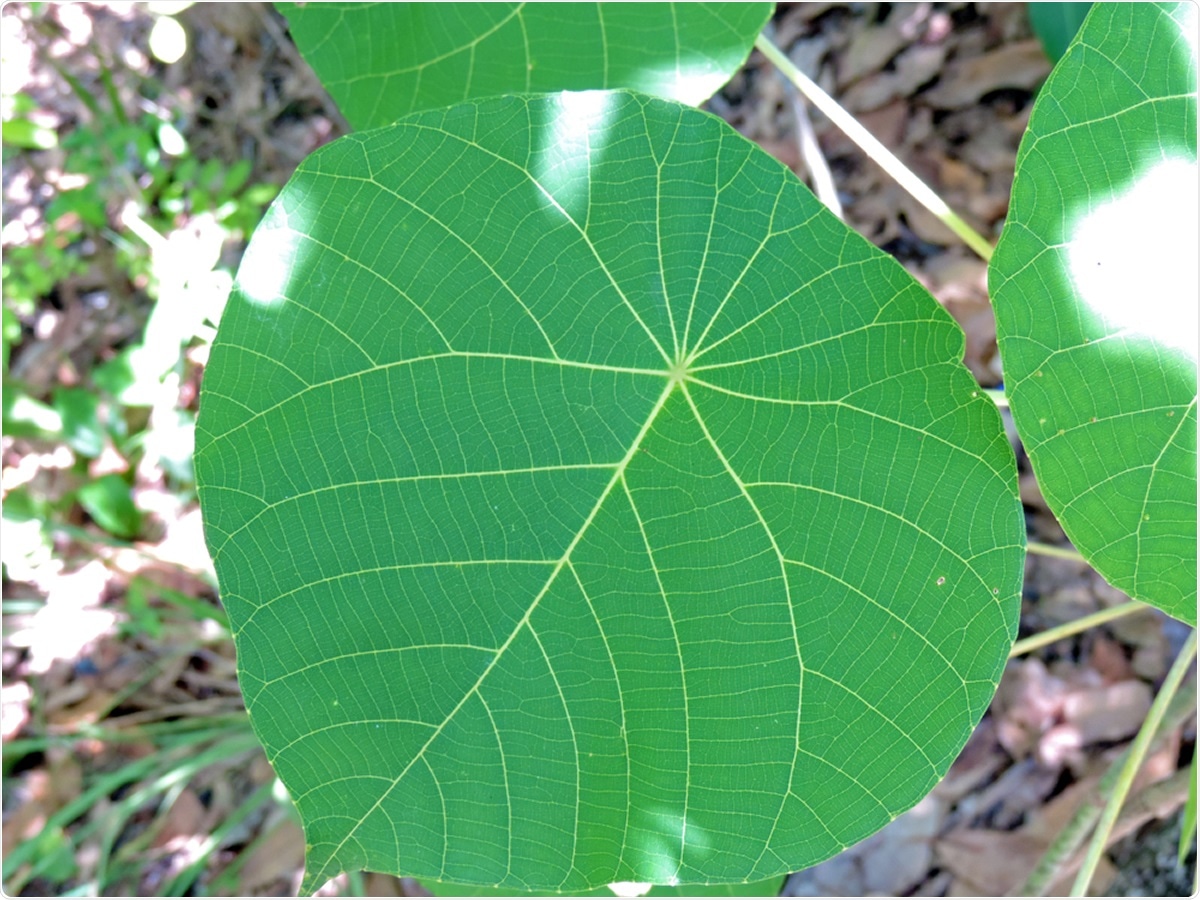 Close up of the heart-shaped leaf of the most toxic of the Australian species of stinging trees Dendrocnide moroides, also known as the stinging brush, gympie stinger, moonlight plant among others. Image Credit: Victoria Tucholka / Shutterstock