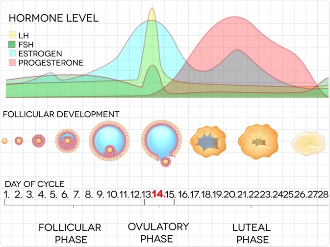 Menstrual Cycle Menstrual Cycle
