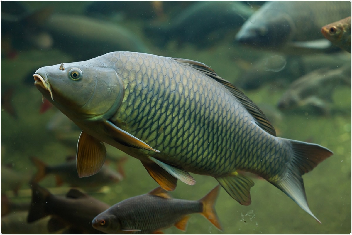 Wild common carp (Cyprinus carpio). Image Credit: Vladimir Wrangel