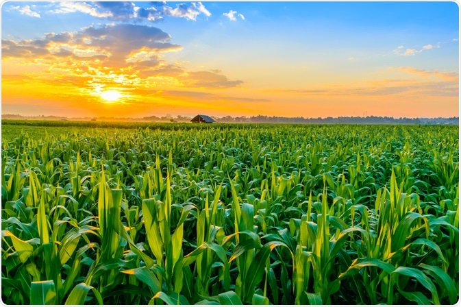 Maize Field Maize Field