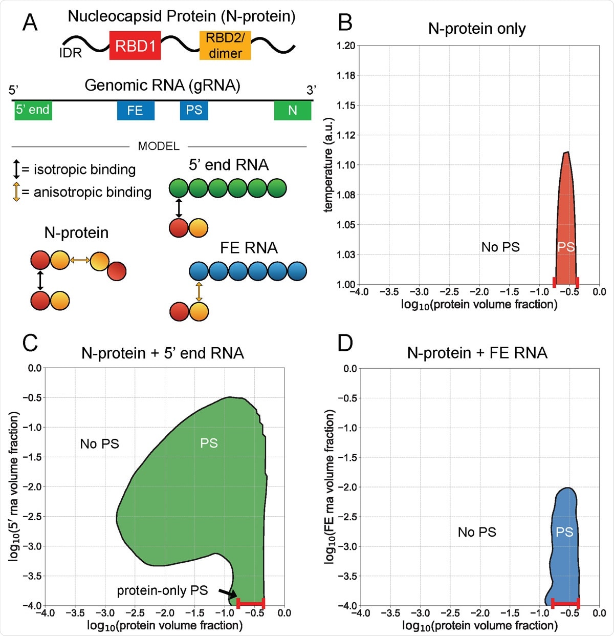 5¢ end and FE RNA with N-protein have opposing phase behavior. A) N-protein is represented as a two-bead chain, with the first bead participating in isotropic homotypic interactions, and the second bead participating in anisotropic homotypic interactions. Both 5¢ end and FE RNA segments are roughly three times larger than N-protein and are represented by six beads each. N-protein interacts with all 5¢ end RNA beads via isotropic binding with its first bead, and it interacts with all FE RNA beads via anisotropic binding with its second bead. This interaction with FE competes with N-protein dimerization. B) N-protein phase separates (PS) in a narrow concentration and temperature range on its own. C) N-protein with 5¢ end RNA at temperature 1 a.u. phase separates across a wider concentration range than on its own. D) N protein with FE RNA at temperature 1 a.u. is solubilized at sufficiently high FE RNA concentrations.