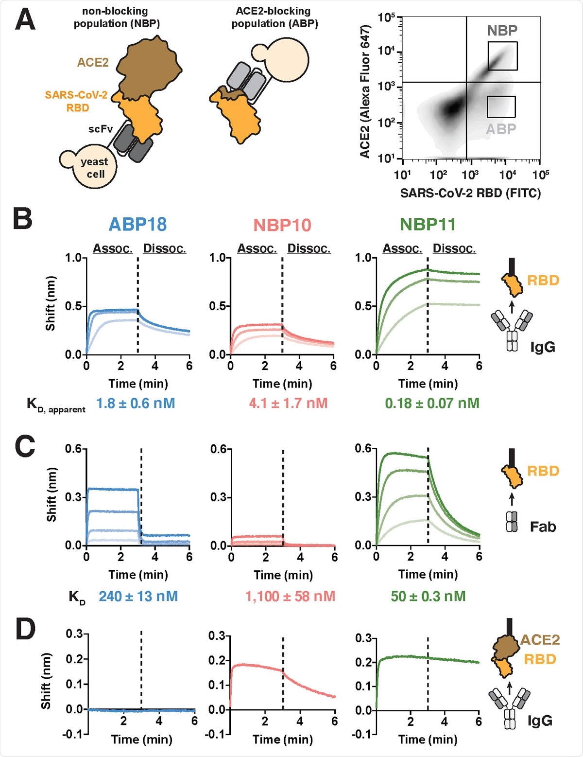 A human naïve antibody library yields antibodies targeting the SARS-CoV-2 RBD (A) Left, selection scheme to isolate an ACE2-blocking population (ABP) and a nonblocking population (NBP) of antibodies. Right, flow cytometry panel of yeast display library with gates used to isolate the ABP and NBP. (B-C) Binding to SARS-CoV-2 RBD-coated BLI biosensors show substantial differences between (B) IgG antibodies (100, 33.3, and 11.1 nM) and (C) Fab antibody fragments (ABP18/NBP11: 500, 167, 56, 18 nM; NBP10: 720, 240, 80, 27 nM). Higher antibody concentrations are indicated with thicker lines. (D) Binding of 100 nM IgG antibodies to BLI biosensors coated with ACE2:RBD complex shows that NBP10 and NBP11 IgG retain binding while ABP18 shows no binding, consistent with ACE2-blocking activity.