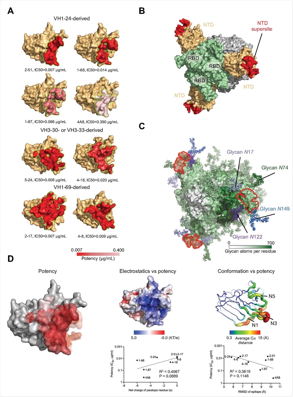 A structurally plastic antigenic supersite in the distal-loop region of NTD revealed by comparison of antibodies derived from the four multi-donor classes. (A) Epitopes of NTD-targeting antibodies colored by potency. (B) The supersite of vulnerability on NTD. (C) Glycan coverage of the spike. The NTD supersite is surrounded by glycans at N17, N74, N122 and N149. (D) NTD structural properties and antibody potency. Epitope surfaces of different antibodies were overlaid onto NTD with shades of red representing potency (left). Trending correlations were identified between antibody potency and epitope electrostatics (middle) and conformational change (right).