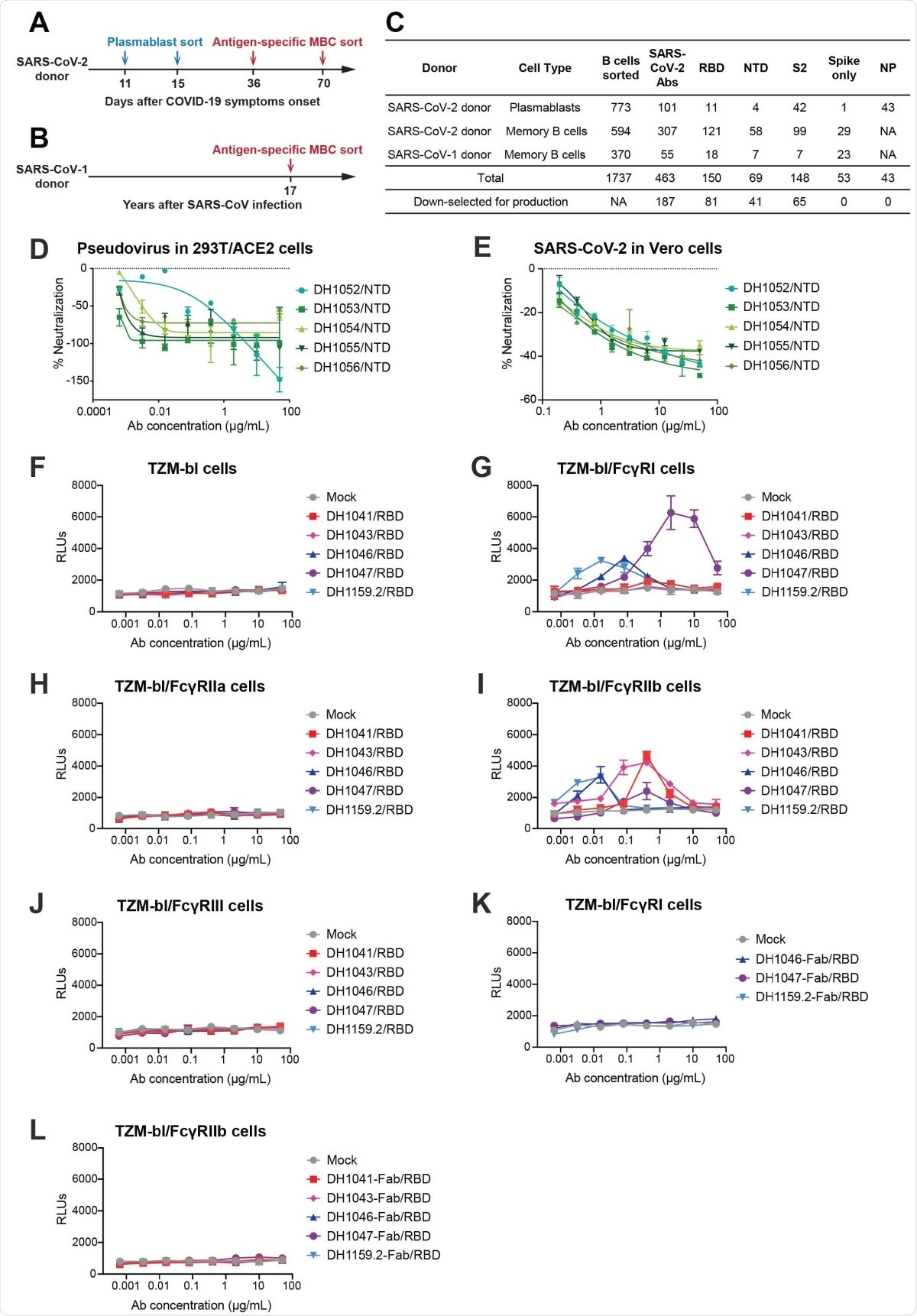 SARS-CoV-2 receptor-binding domain (RBD) and N-terminal domain (NTD) antibodies mediate Fc?R-dependent and Fc?R-independent enhancement of SARSCoV- 2 infection respectively. (A-B) Timeline of blood sampling and antibody isolation from convalescent SARS-CoV-2 and SARS-CoV-1 donors. Plasmablasts and/or antigen-specific memory B cells (MBC) were sorted from a (A) SARS-CoV-2 infected individual (SARS-CoV-2 donor) and a (B) 2003 SARS survivor (SARS-CoV-1 donor). (C) Summary of number and specificity of antibodies isolated from each donor. D-E) Fc?R-independent SARS-CoV-2 infection-enhancement mediated by nonneutralizing NTD antibodies. In vitro neutralization curves for NTD infection-enhancing antibodies against (D) pseudotyped SARS-CoV-2 D614G in 293T-hACE2 cells, and (E) replication-competent nano-luciferase (nLuc) SARS-CoV-2 in Vero cells. (F-J) Fc?R-dependent SARS-CoV-2 infection-enhancement in ACE2-negative cells mediated by neutralizing RBD antibodies. Pseudotyped SARS-CoV-2 incubated with RBD antibodies or mock medium control were inoculated on (F) parental TZM-bl cells, and TZMbl cells stably expressing human Fc?R receptors (G) Fc?RI, (H) Fc?RIIa, (I) Fc?RIIb or (J) Fc?RIII. (K-L)The effect of RBD antibody fragment antigen-binding regions (Fabs) on pseudotyped SARS-CoV-2 D614G infection were tested in (K) Fc?RI-expressing TZM-bl cells and (L) Fc?RIIb-expressing TZM-bl cells. Relative luminescence units (RLUs) were measured in cell lysate at 68-72 hours post-infection. Upward deflection of RLUs in the presence of antibody indicates Fc?R-mediated infection. Three or four independent experiments were performed and representative data are shown.