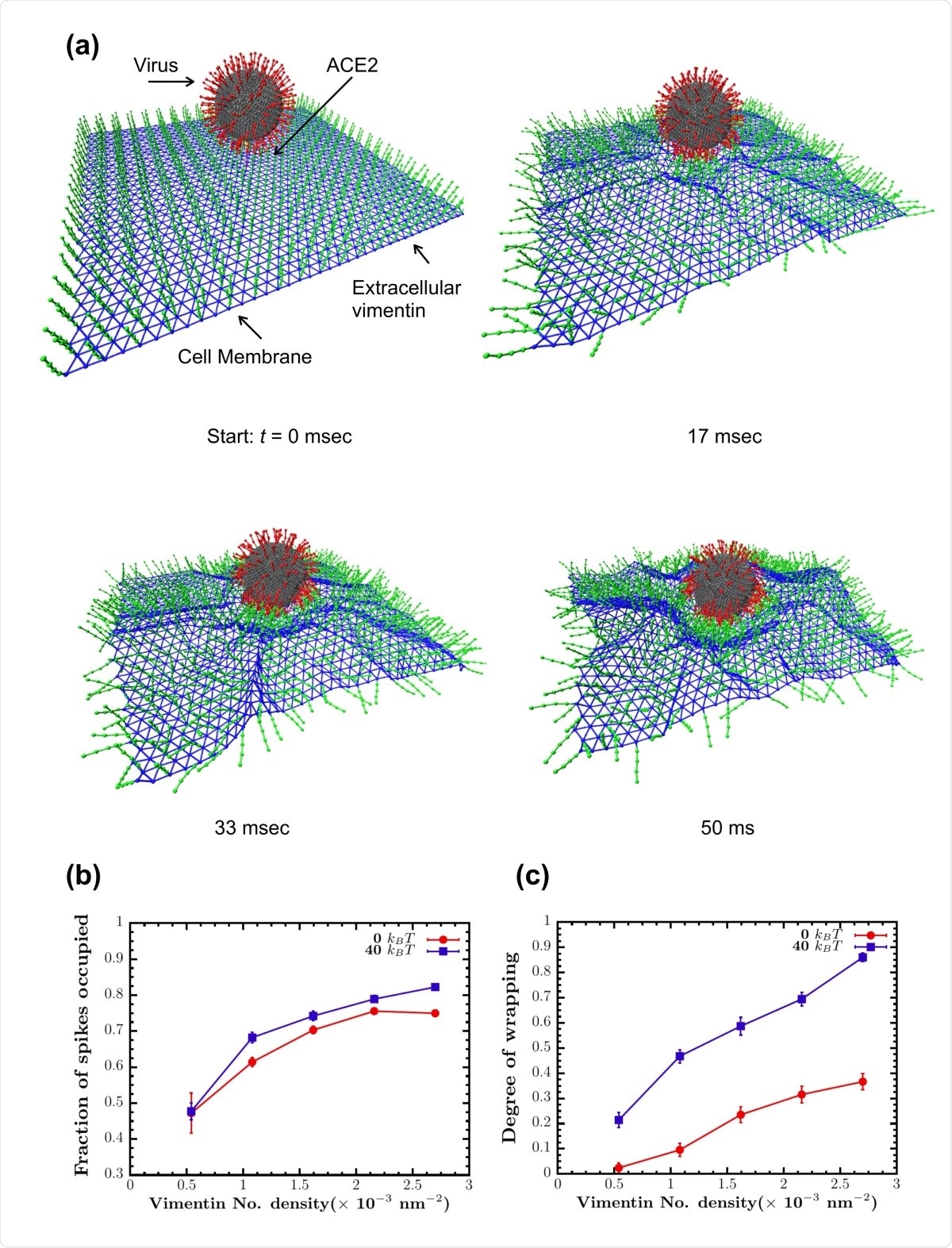 Vimentin’s involvement in spike 2-ACE2 interactions. (a) Cell surface vimentin acts as a co-receptor that enhances binding to the SARS-CoV-2 virus in either direct fusion or endocytic pathways to enhance wrapping and endocytosis of the virus. A molecular dynamics simulation of the SARS-CoV-2 virus at an elastic shell membrane shows that binding of extracellular vimentin with the virus spike protein facilitates wrapping of cell membrane around the virus. Both the fraction of spikes bound to surface vimentin (b) and the degree of membrane wrapping (c) increases as the number density of surface vimentin increases. Finite membrane bending rigidity (40 kBT, blue squares) enhances wrapping compared to the case without bending rigidity (0 kBT, red circles).