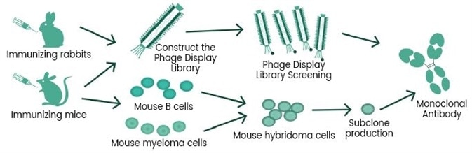 Phage library technology & hybridoma technology.