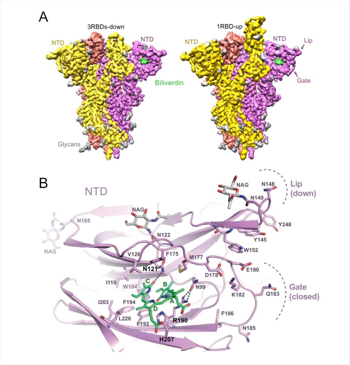 Structures of SARS-CoV-2 spike-biliverdin (A,B) and spike-P008_056 Fab (C) complexes. (A) Cryo-EM 3D reconstructions of trimeric SARS-CoV-2 spike ectodomain in 3RBD-down (left) and 1RBD-up (right) conformations determined under saturation with biliverdin. Spike protomers are color-coded. Biliverdin and glycans are shown in green and grey, respectively. (B) Details of the biliverdin binding pocket in the crystal structure. SARS-CoV-2 NTD is shown as cartoons with selected amino acid residues and biliverdin in sticks. Carbon atoms of the protein chain, sugars (NAG), and biliverdin are in purple, grey and green, respectively; the remaining atoms are coloured as follows: oxygen, red; nitrogen, blue; and sulphur, yellow. Dark grey dashes are hydrogen bonds.