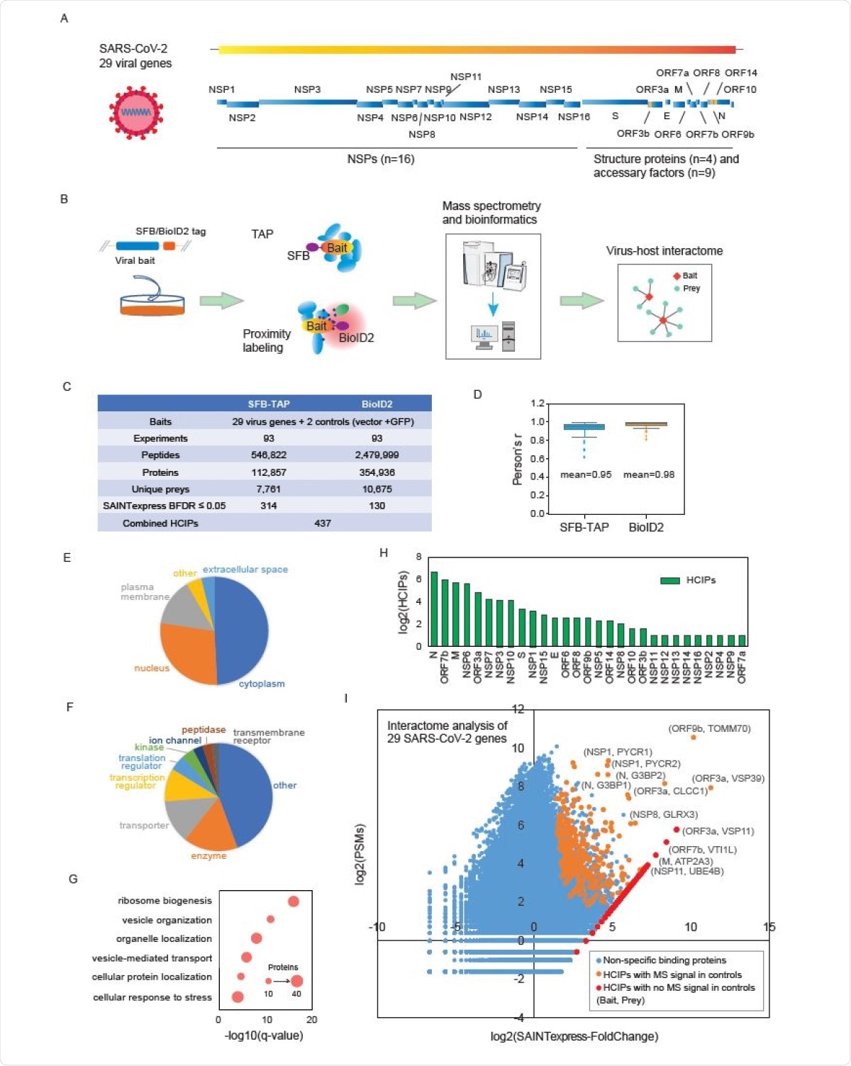 Summary of the SFB-TAP and BioID2 interactome experiments. (A) SARS-CoV-2 genome annotation, predicting 29 virus gene products. The 16 non-structure proteins (NSPs) are cleaved products of the large polyprotein open reading frame (ORF)1ab or ORF1a. These polyproteins are cleaved into small function fragments or NSPs after translation. (B) Workflow for the comprehensive virus-host interactome analysis. Two different labeling strategies, SFBTAP and BioID2 labeling, were applied in the study. Samples were analyzed by Q Exactive HF mass spectrometry (MS). (C) Summary of the datasets obtained from SFB-TAP and BioID2 results, including the number of high-confidence interacting proteins (HCIPs). BDFR, Bayesian false discovery rate. (D) Pearson correlation coefficient among three independent biological replicates of the SFB-TAP results and the BioID2 labeling experiments. (E-G) GO analysis. GO enrichment was performed using Ingenuity Pathway Analysis. Protein localization (E), molecular function (F), and biological function (G) are plotted in a single panel. (H) HCIPs identified in the purification of each SARS-CoV-2 gene. (I) Correlation between peptide-spectrum matches (PSMs) of identified proteins and their fold change calculated by SAINTexpress.